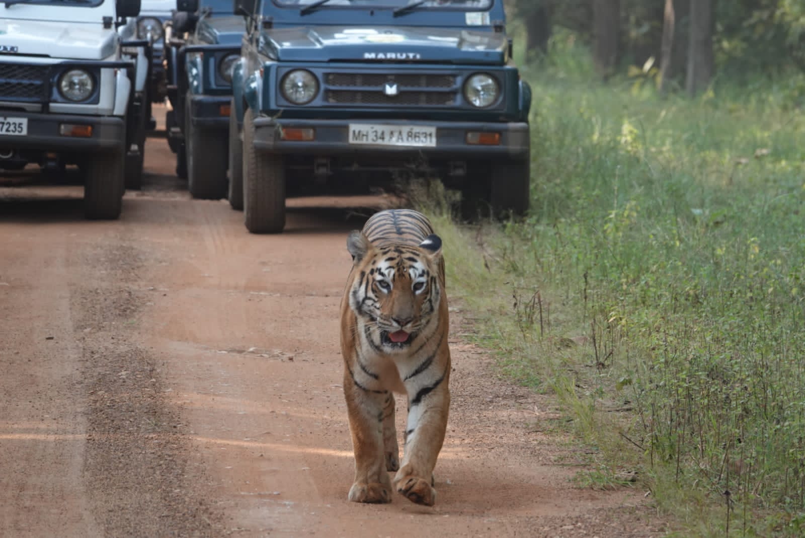Indian Wildlife Tourism
